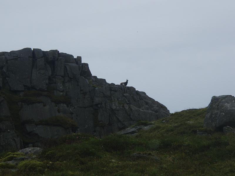 Rhinnogs 014.jpg